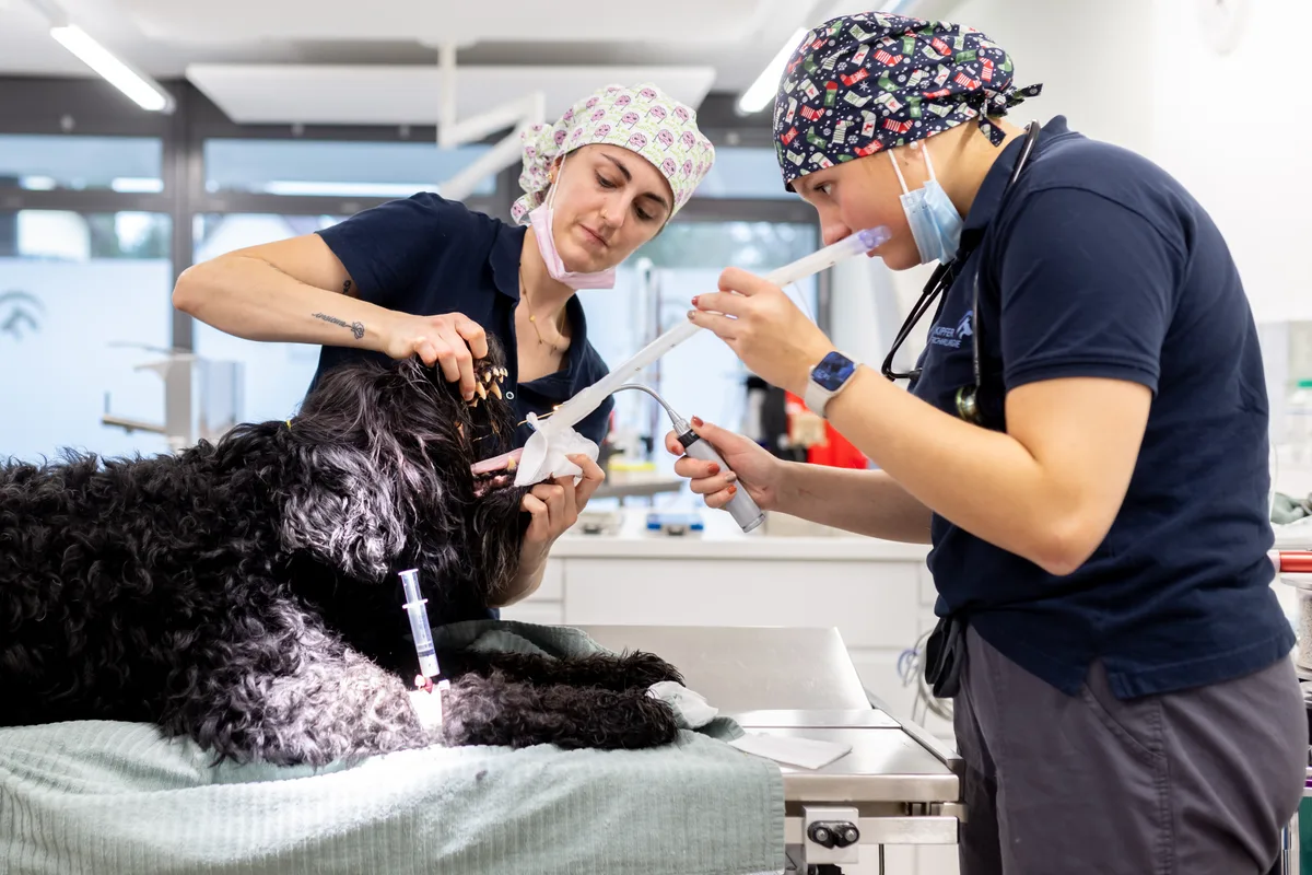 Zwei Assistentinnen legen dem Hund Schläuche ins Maul.
